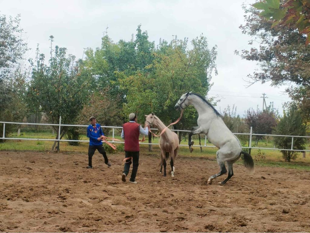 Akhal Teke lófarm Geok Tepe