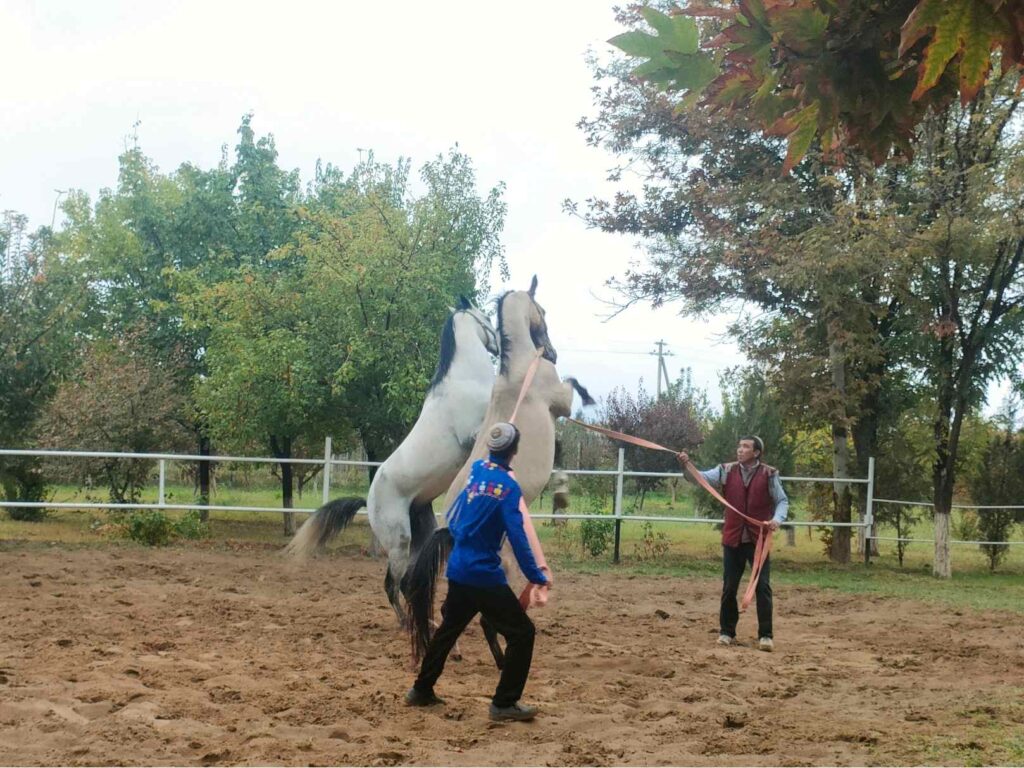 Akhal teke lovasfarm Geok Tepe